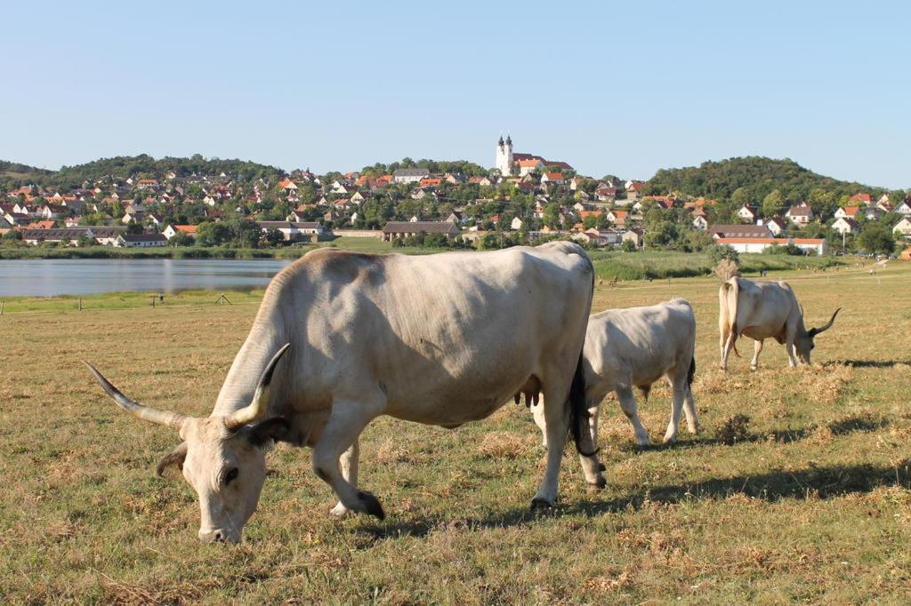 Napkelte Apartman Tihany Esterno foto